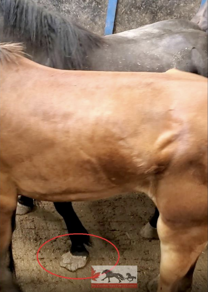 an extremely skinny horse with a hoof condition stands in a pen with other horses.